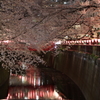 目黒川の夜桜