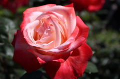 薔薇