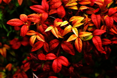 春の紅葉