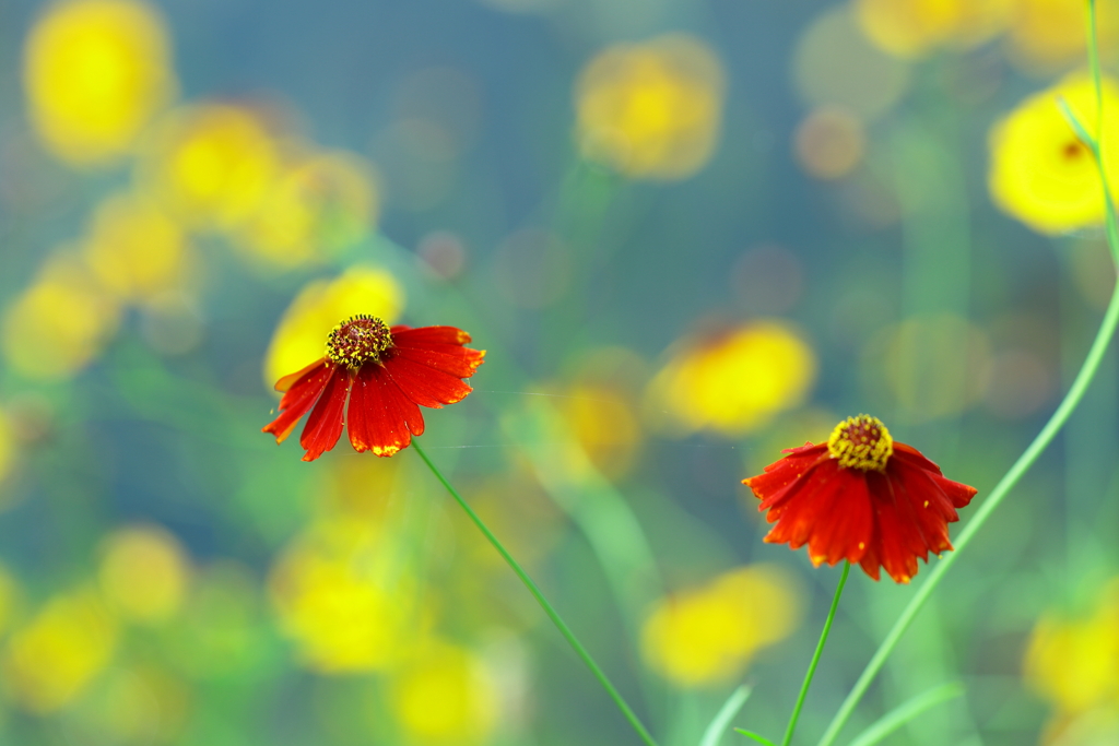 蛇の目だけではない