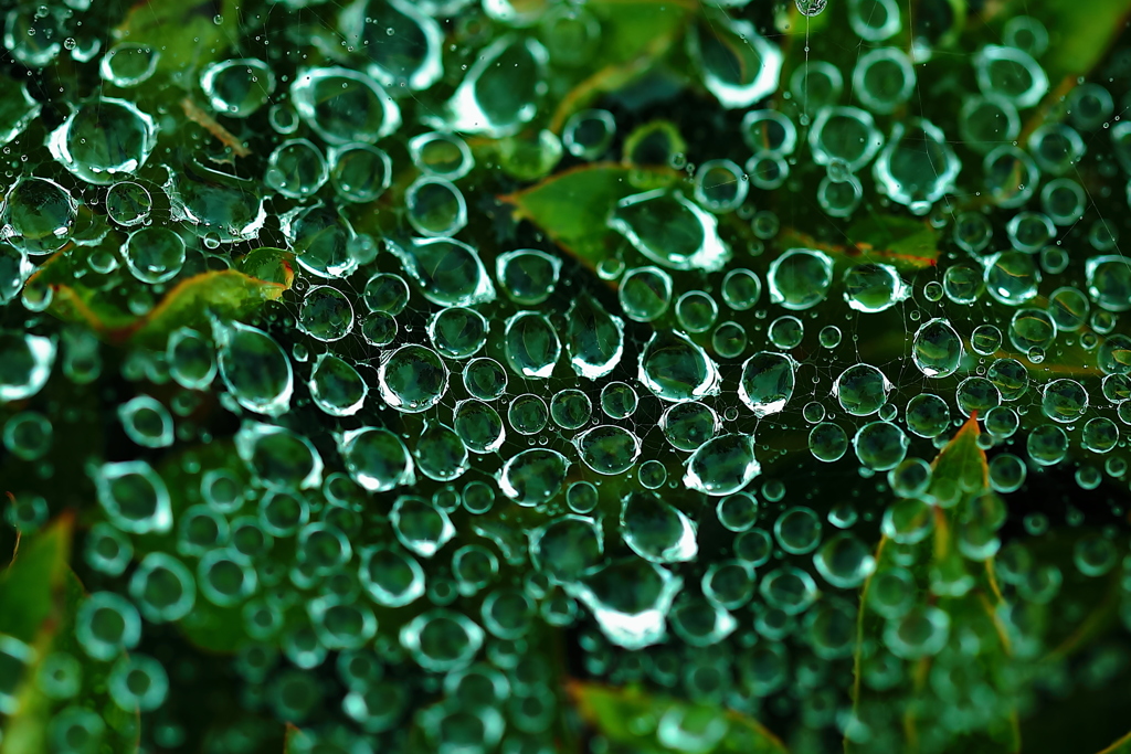 蜘蛛の巣一時休業宝石商に転身