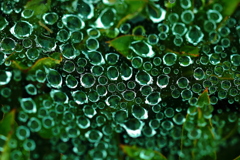 蜘蛛の巣一時休業宝石商に転身