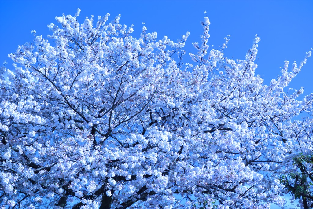 桜満開　圧巻