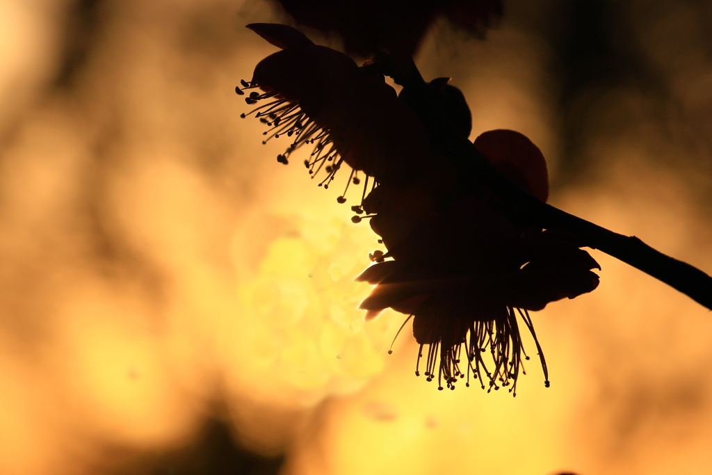 秘めたる　躍動