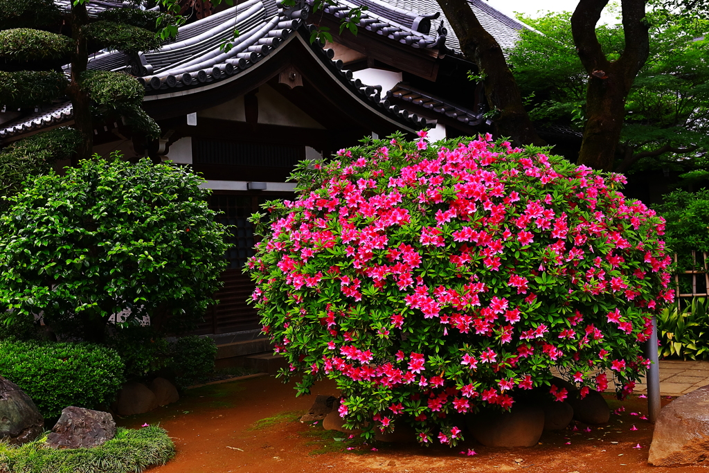 寺院　と　躑躅