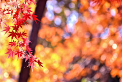 紅葉終章・・・？　最盛期