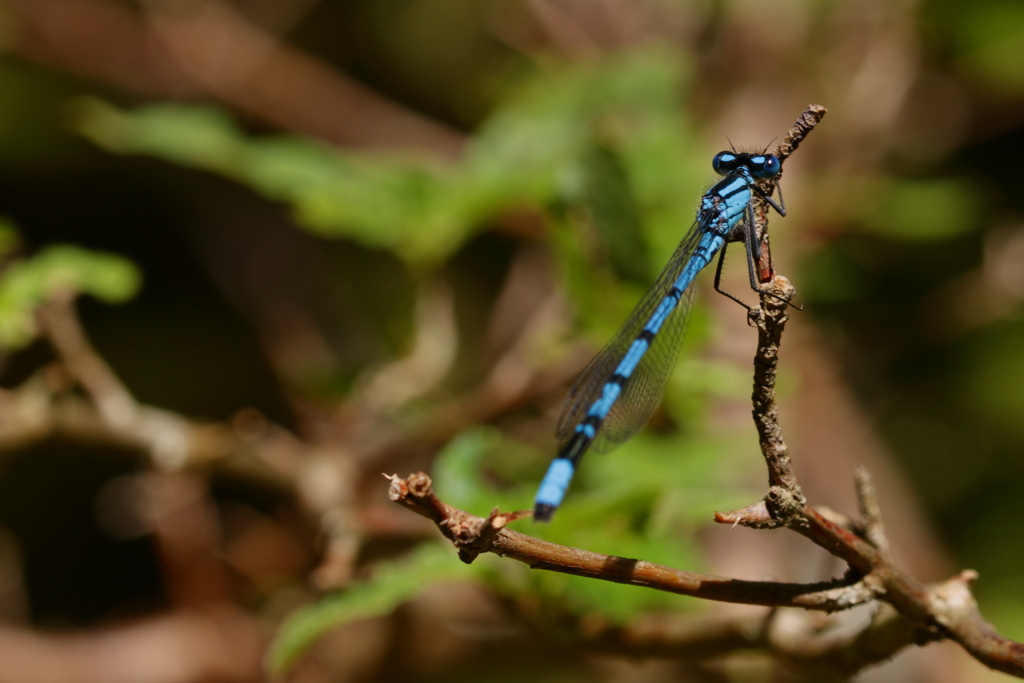 瑠璃糸蜻蛉　３