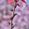 オオバベニガシワ（大葉紅槲）　♪