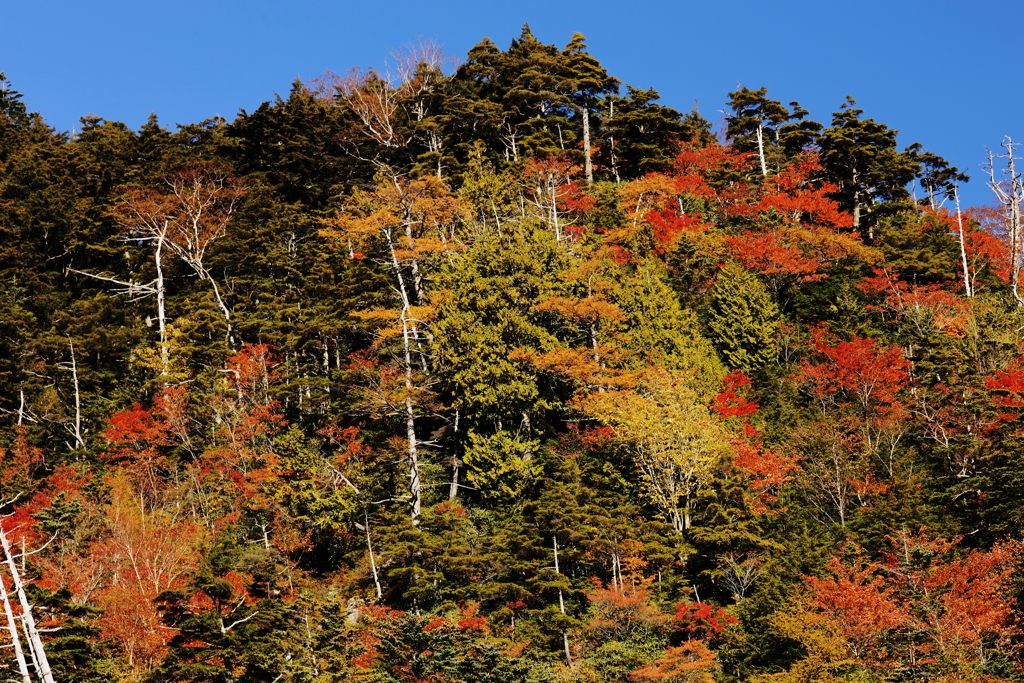 ”白骨”は紅葉とお似合い・・・？