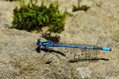 ルリイトトンボ　１