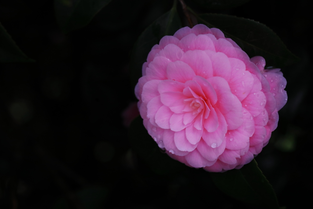 催花雨（さいかう）