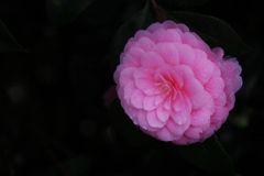 催花雨（さいかう）
