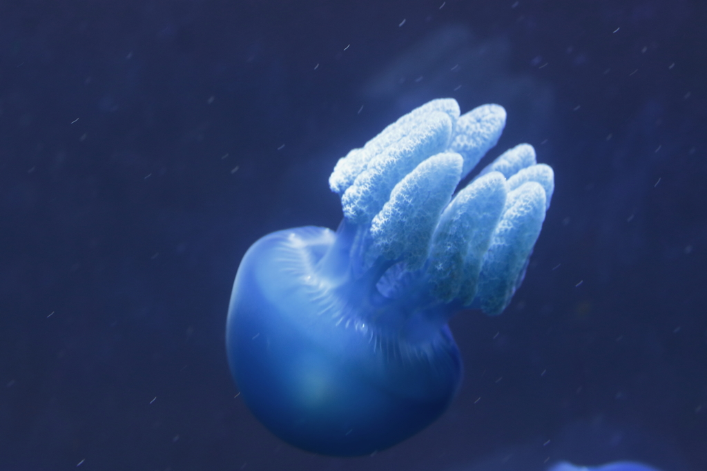 Deep　blue