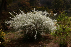 春の樹氷