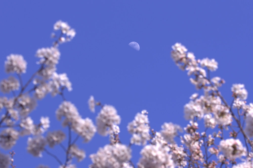 雪月花　　2点もの