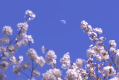 雪月花　　2点もの