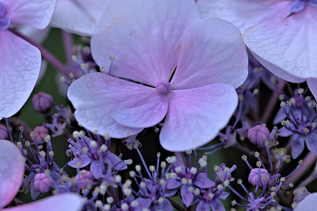 ほんのりさくらいろ