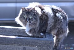 モッサリ　だが　俊敏