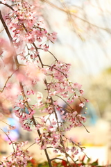 ８分咲き