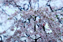 降り注ぐ花怜（かれん)