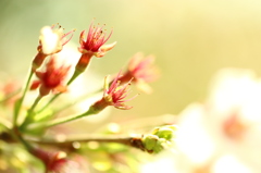 "さくら”を”さくら”とした”私”