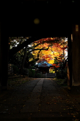 紅葉三昧　　神域が華やぐ季（とき）