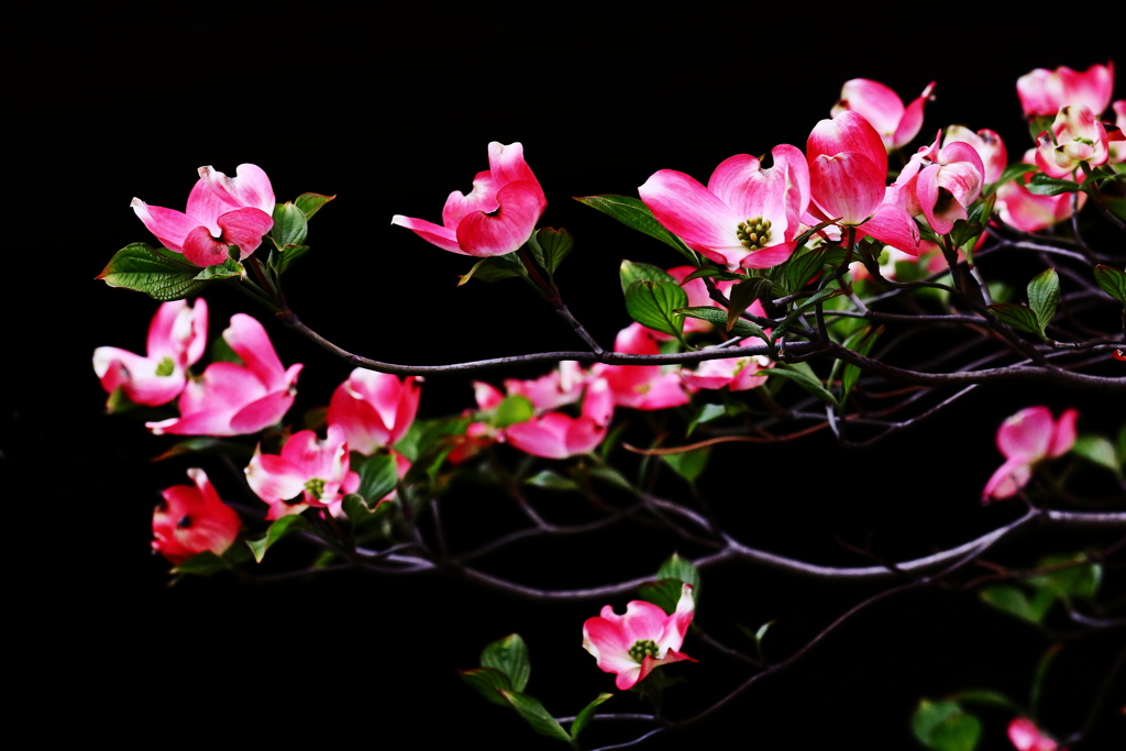 誘惑の甘い香り