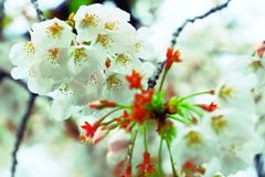 来る春　往く春