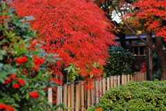 竹垣に枝垂れる紅葉の風流