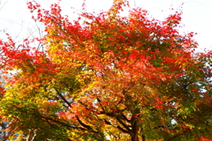 紅葉三昧　　分散和音
