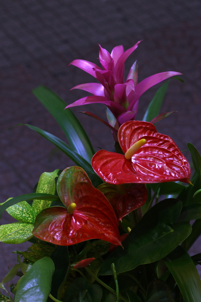 夢は夜ひらく？