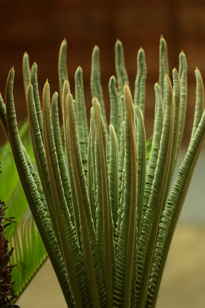 蘇鉄（ソテツ）　羽状複葉の片鱗