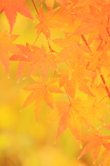 融点