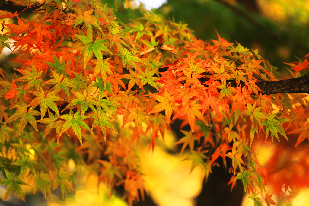 紅葉　現在進行形