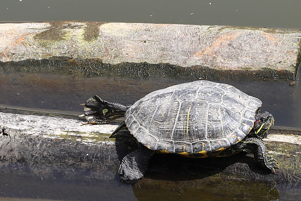 足の裏も紫外線で除菌しなくっちゃ！