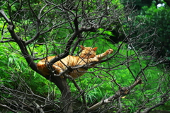 猫心地（寝心地）の悪いベッド