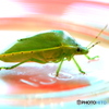 嫌われ者のカメちゃん　♬３/４　【虫注意】