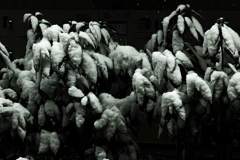 なぁ~んちゃって　Ｓｎｏｗ　Ｍｏｎｓｔｅｒ