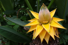 土から湧き出た金の蓮