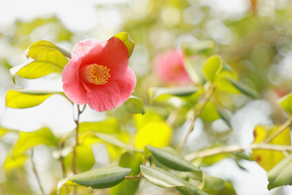 Ｃａｍｅｌｌｉａ 　ｊａｐｏｎｉｃａ