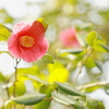 Ｃａｍｅｌｌｉａ 　ｊａｐｏｎｉｃａ