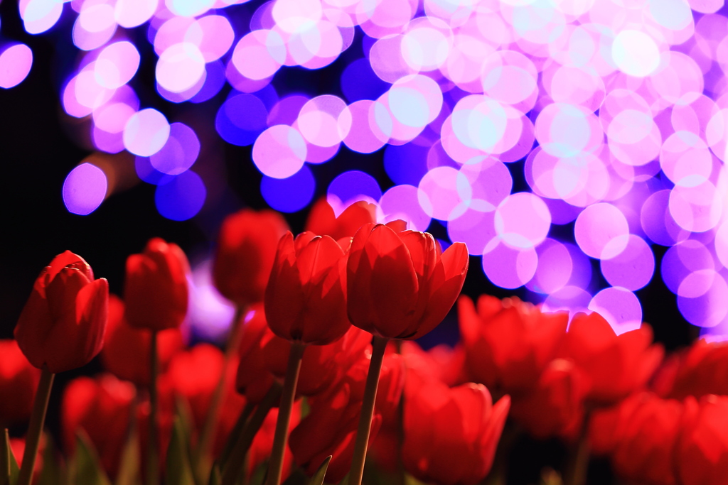 夜光と華　希望