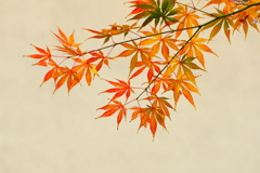 紅葉三昧　　繊細に萌える
