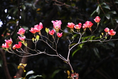 楽しみは尽きない