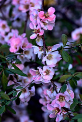 木瓜三昧　　壱の㈢