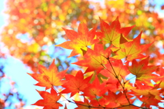 紅葉（こうよう）三昧