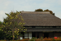 茅葺古民家と豊作
