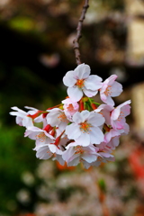 桜三昧　花簪（ハナカンザシ）
