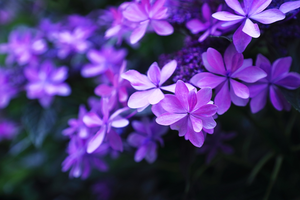 蕩ける　Ｖａｉｏｒｅｔｔｏ