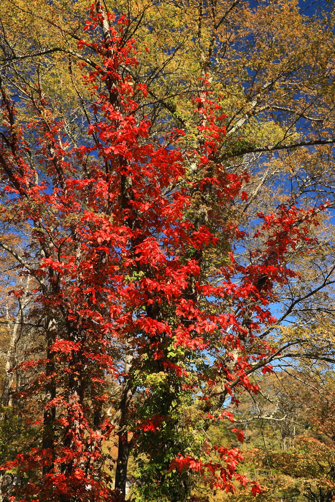 紅葉の構成要素　【赤】部門担当